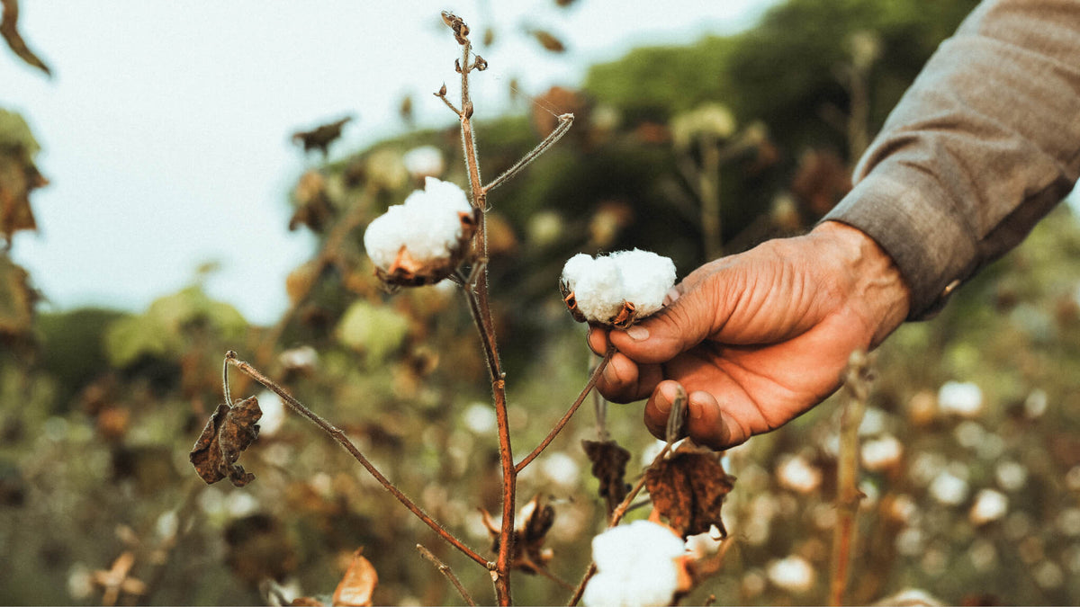 A close-up view of a hand carefully harvesting a stem of regenerative cotton, showcasing sustainable and artisanal farming practices for Coral Raw.