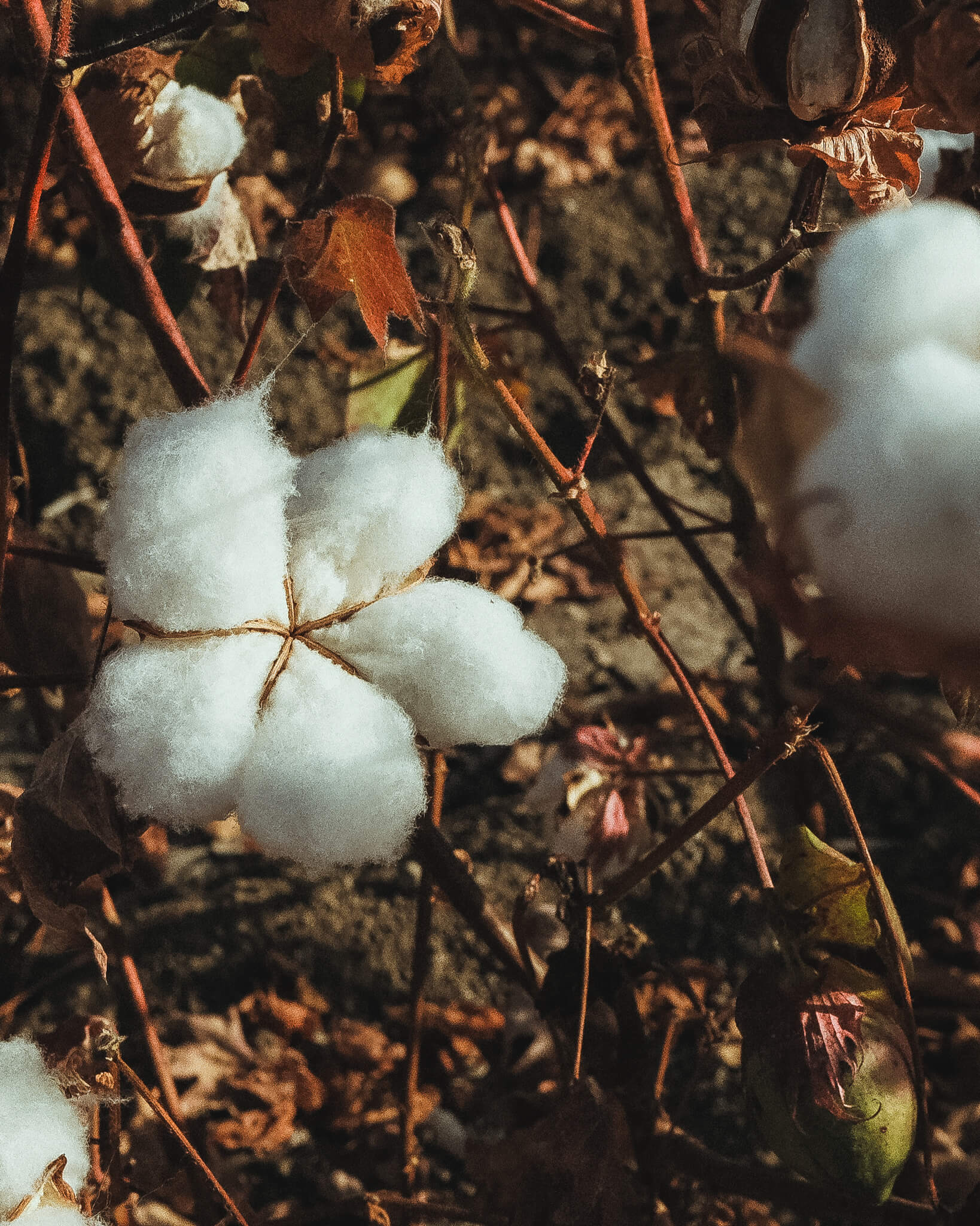 Close-up of raw organic cotton fibers, sustainably grown without toxic chemicals for Coral Raw garments.