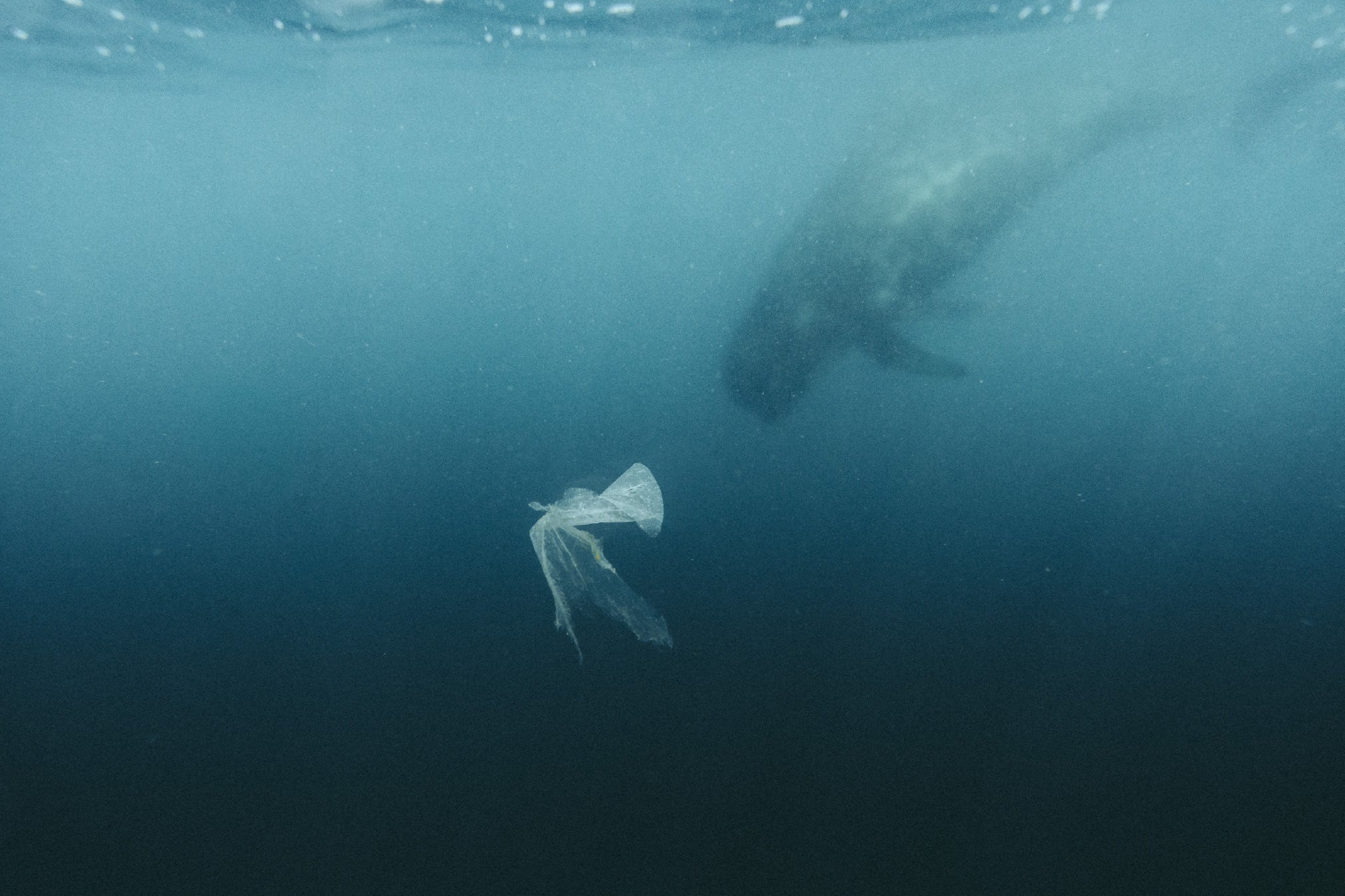Underwater photo highlighting ocean plastic pollution with floating plastic waste and a pilot whale swimming in the background.