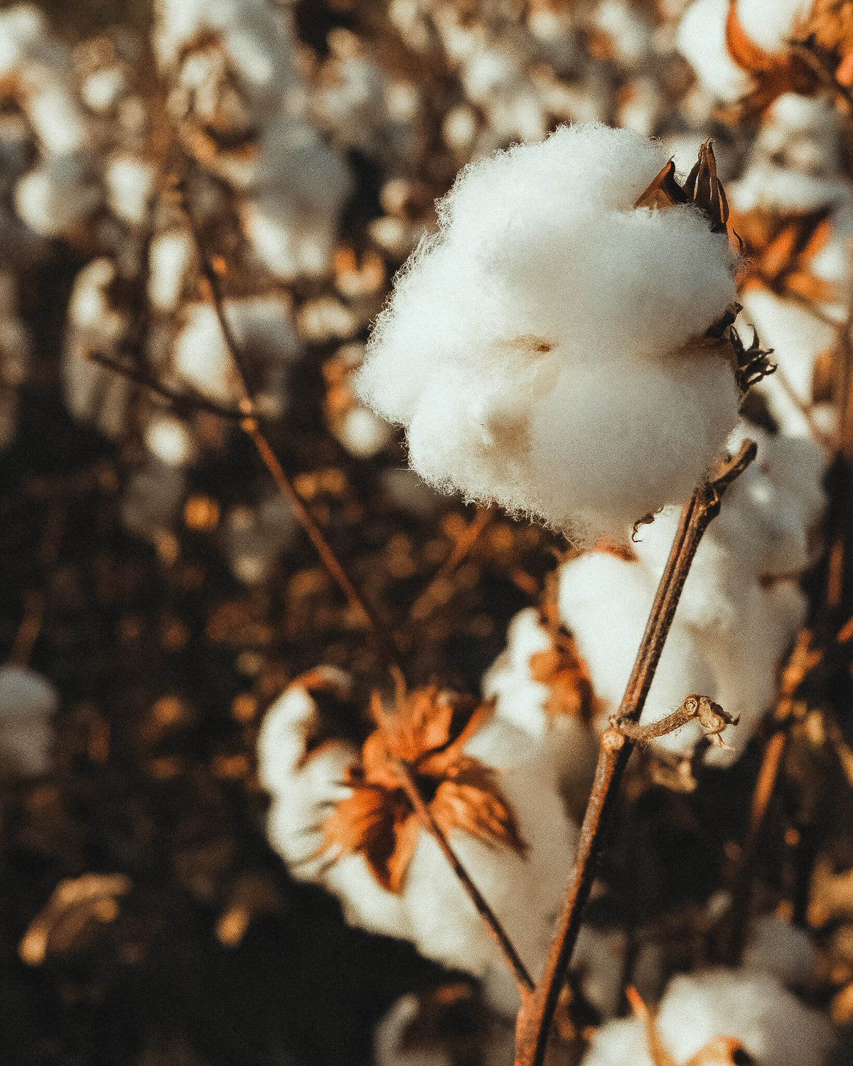 Pure organic cotton grown in a sustainable agricultural network, guaranteeing completely toxic-free fibers for Coral Raw garments.