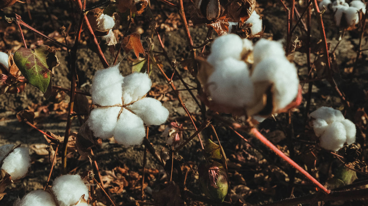 Wide close-up of raw organic cotton fibers, sustainably cultivated without toxic chemicals or GMOs for Coral Raw.