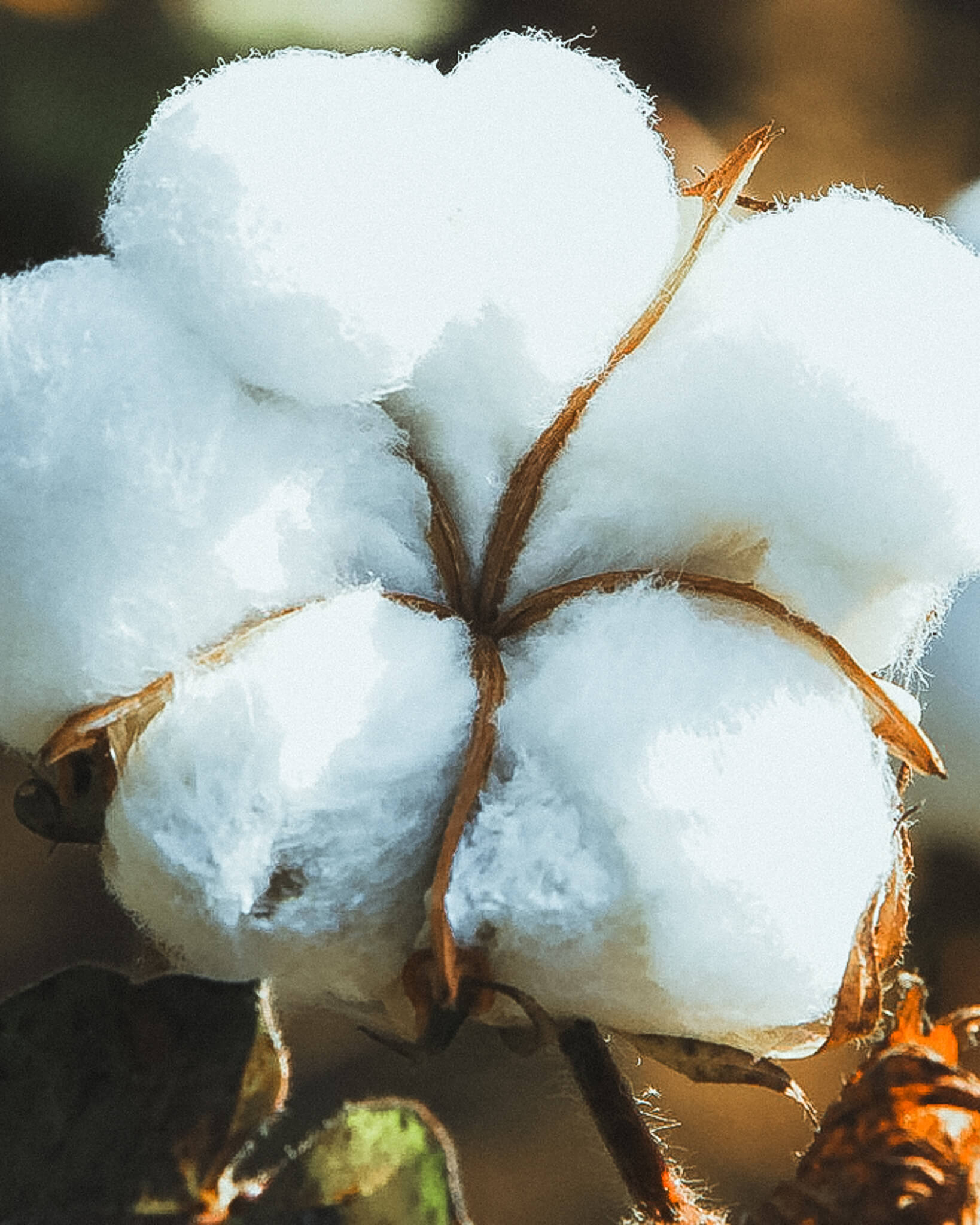 Detailed close-up of raw regenerative cotton fiber growing on the plant, cultivated using ancestral farming methods to restore soil health for Coral Raw.